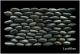 Standing Stone - Pebble - Black Sumatra